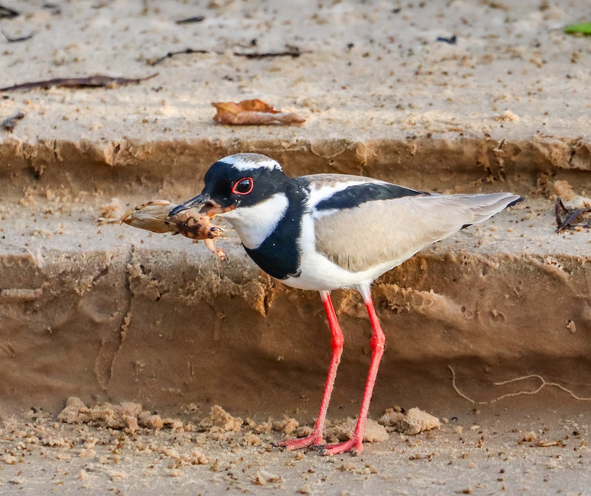 Pied Plover - ML643087331