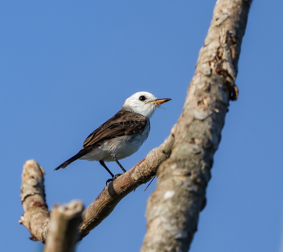 White-headed Marsh Tyrant - ML643087346