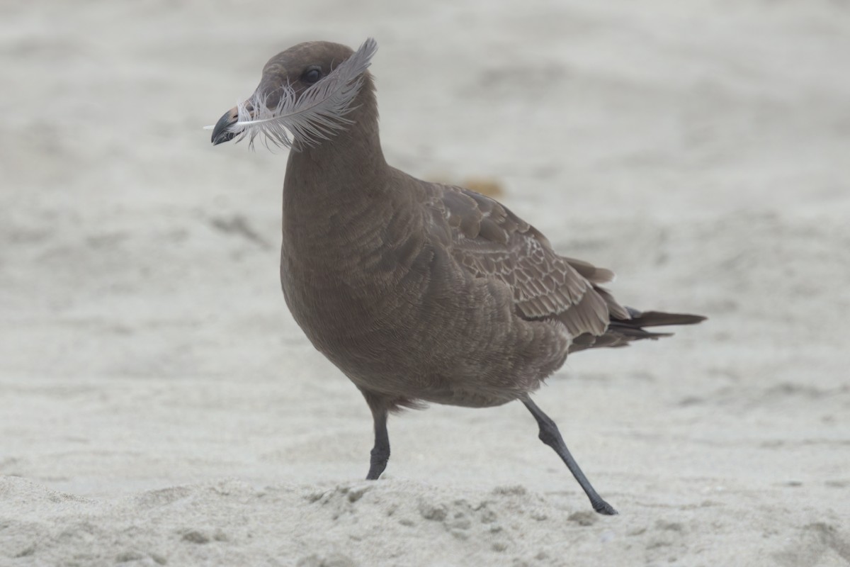 Heermann's Gull - ML643087348