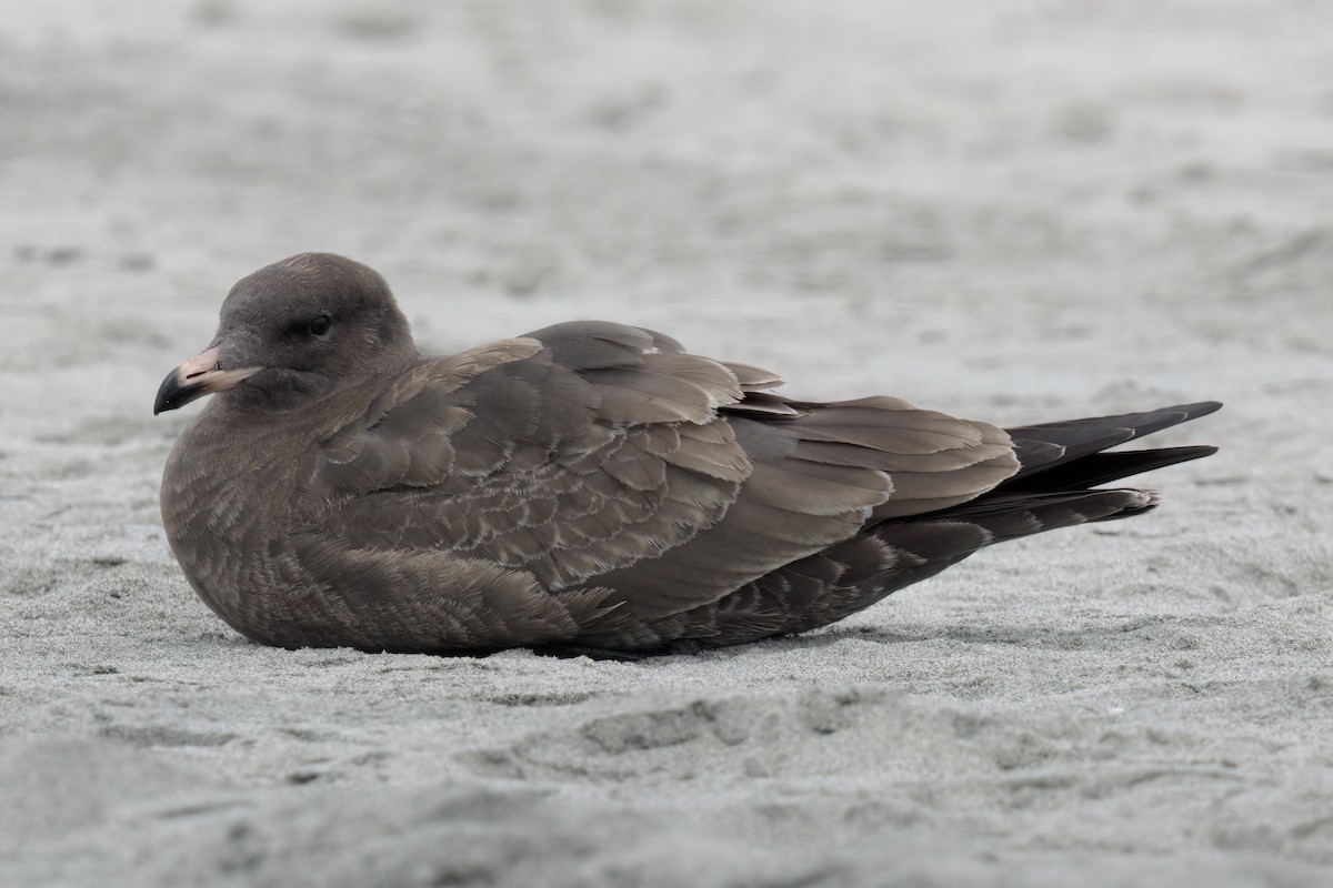 Heermann's Gull - ML643087349