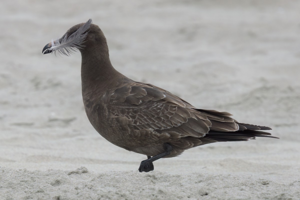 Heermann's Gull - ML643087350