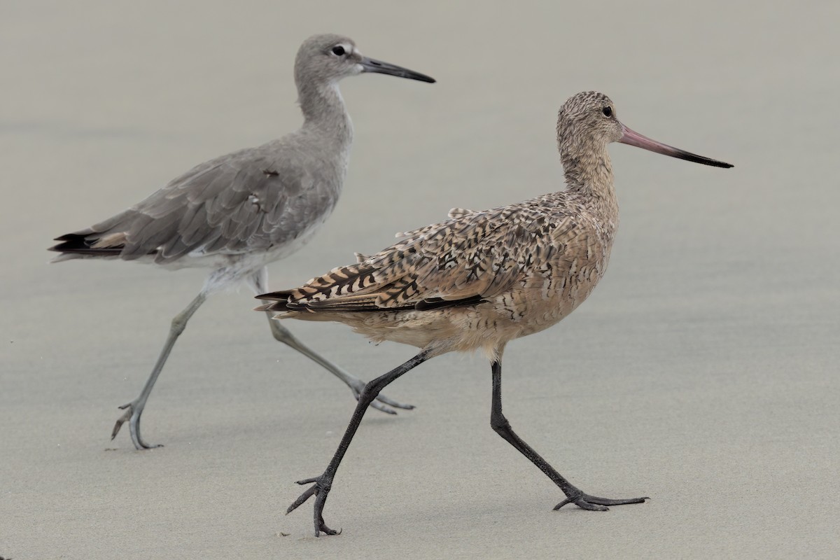 Marbled Godwit - ML643087353