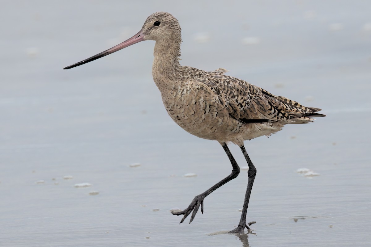 Marbled Godwit - ML643087354
