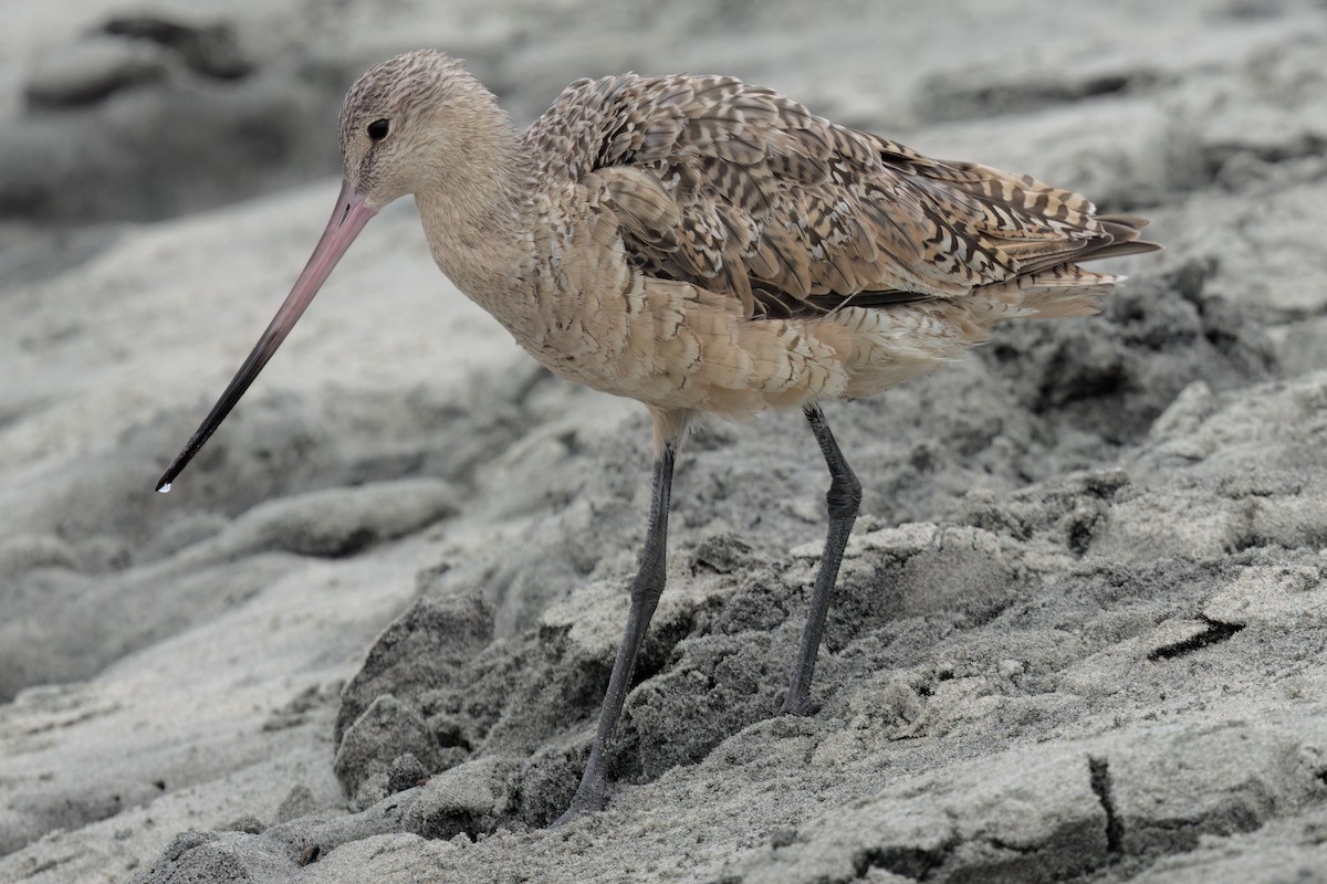 Marbled Godwit - ML643087355