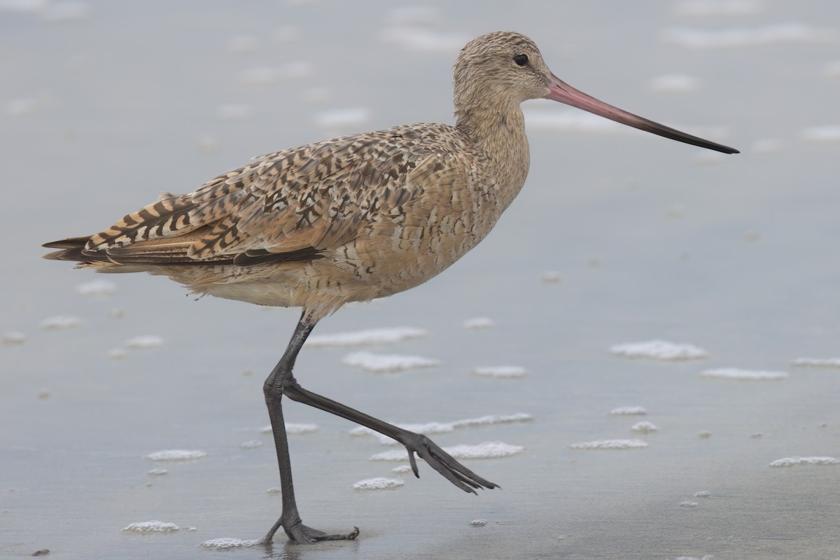 Marbled Godwit - ML643087356