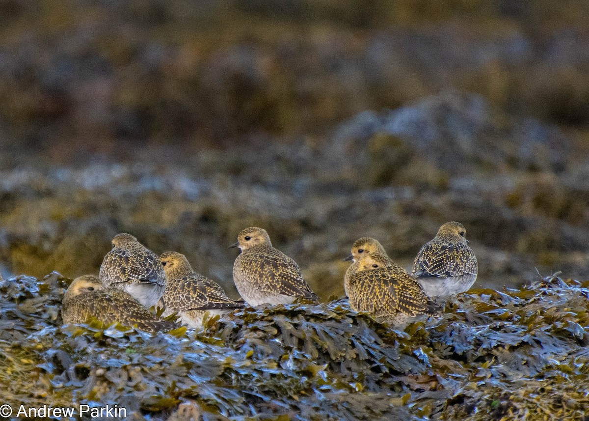 European Golden-Plover - ML643087372