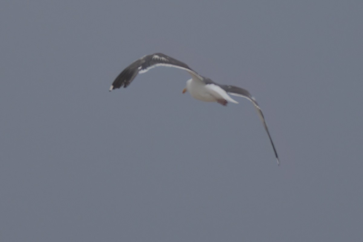 Western Gull - ML643087374