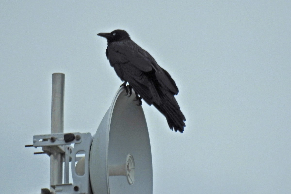 Torresian Crow - ML643087375