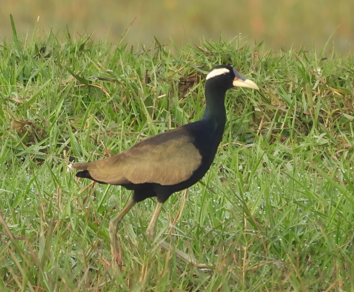 Bronze-winged Jacana - ML643087384