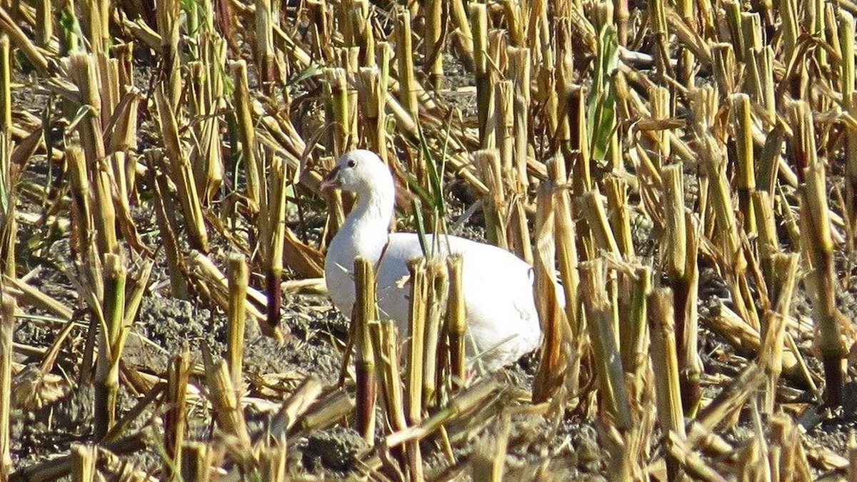 husa bělostná - ML643087387