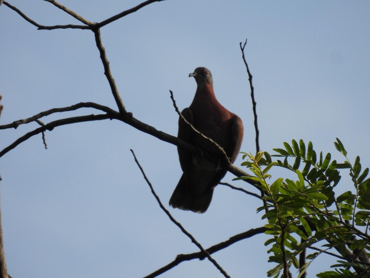 Pale-vented Pigeon - ML643087391