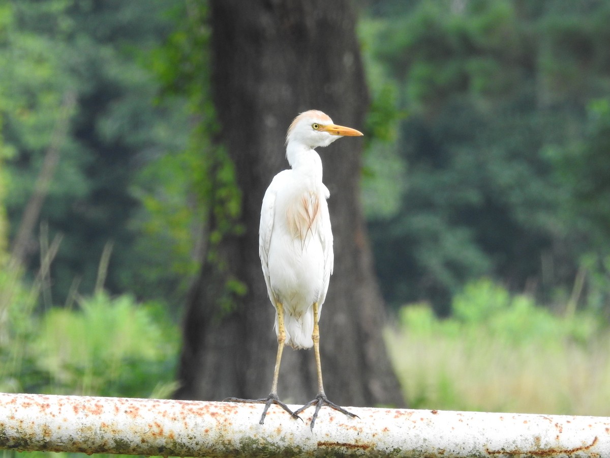 Western Cattle-Egret - ML643087396