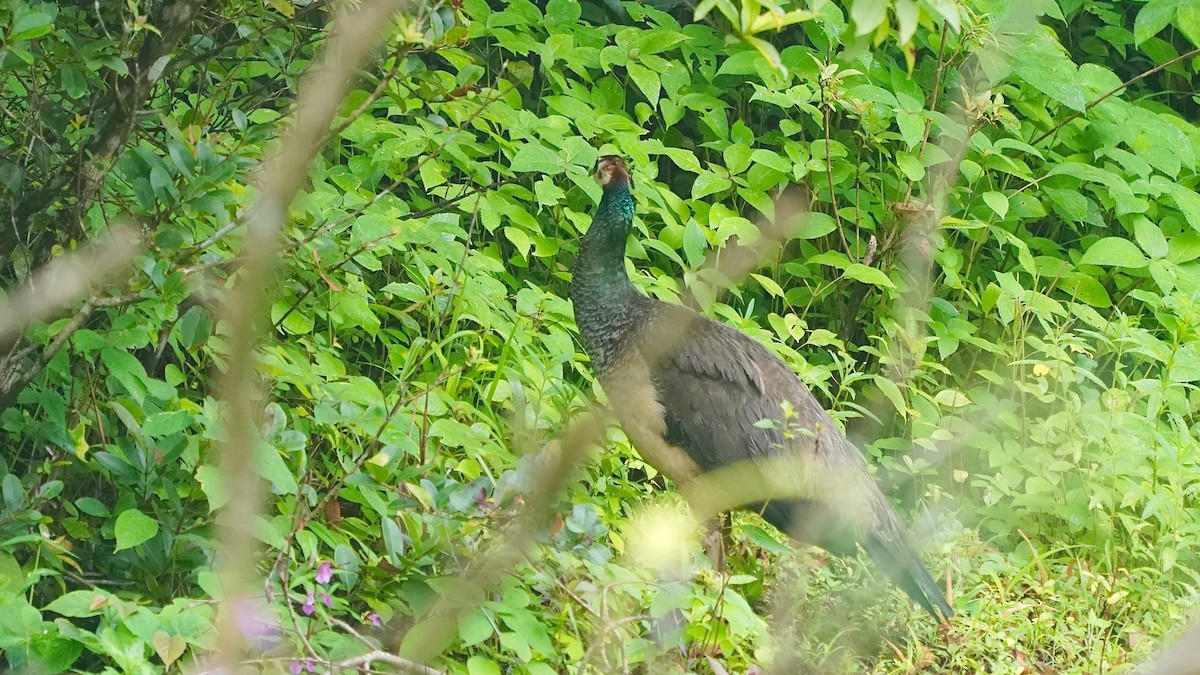 Indian Peafowl - ML643087421