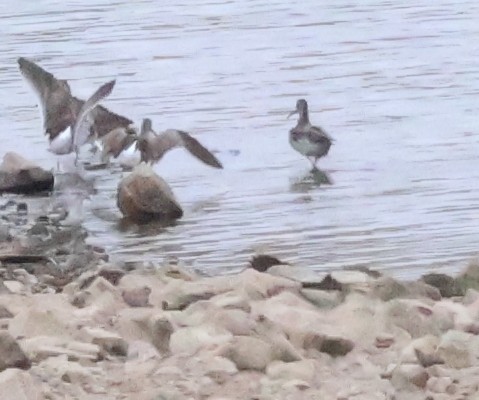 Short-billed/Long-billed Dowitcher - ML643087447