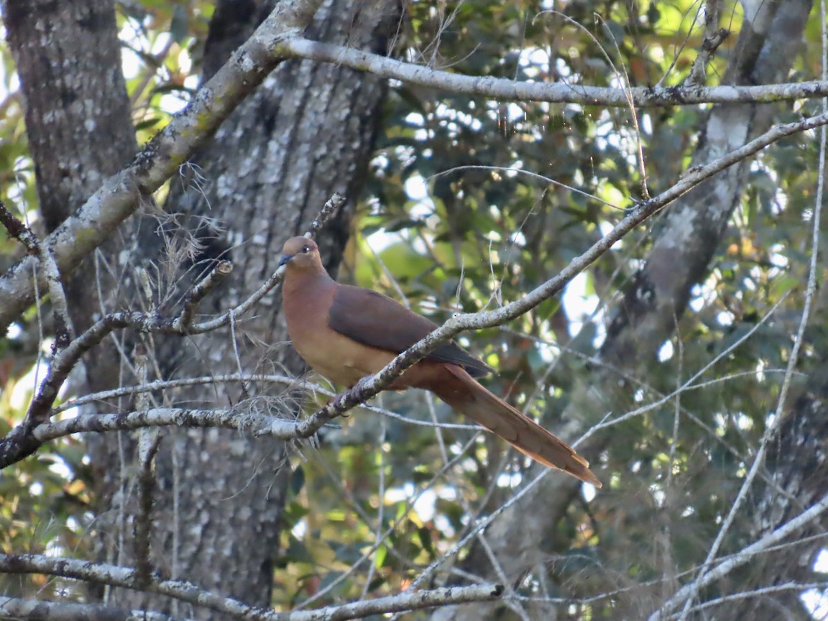 Brown Cuckoo-Dove - ML643087458