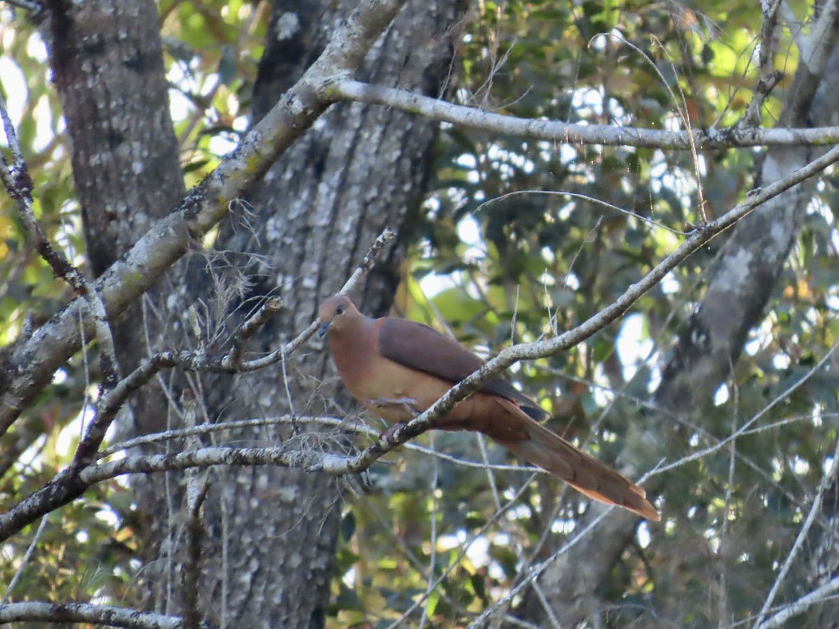 Brown Cuckoo-Dove - ML643087459