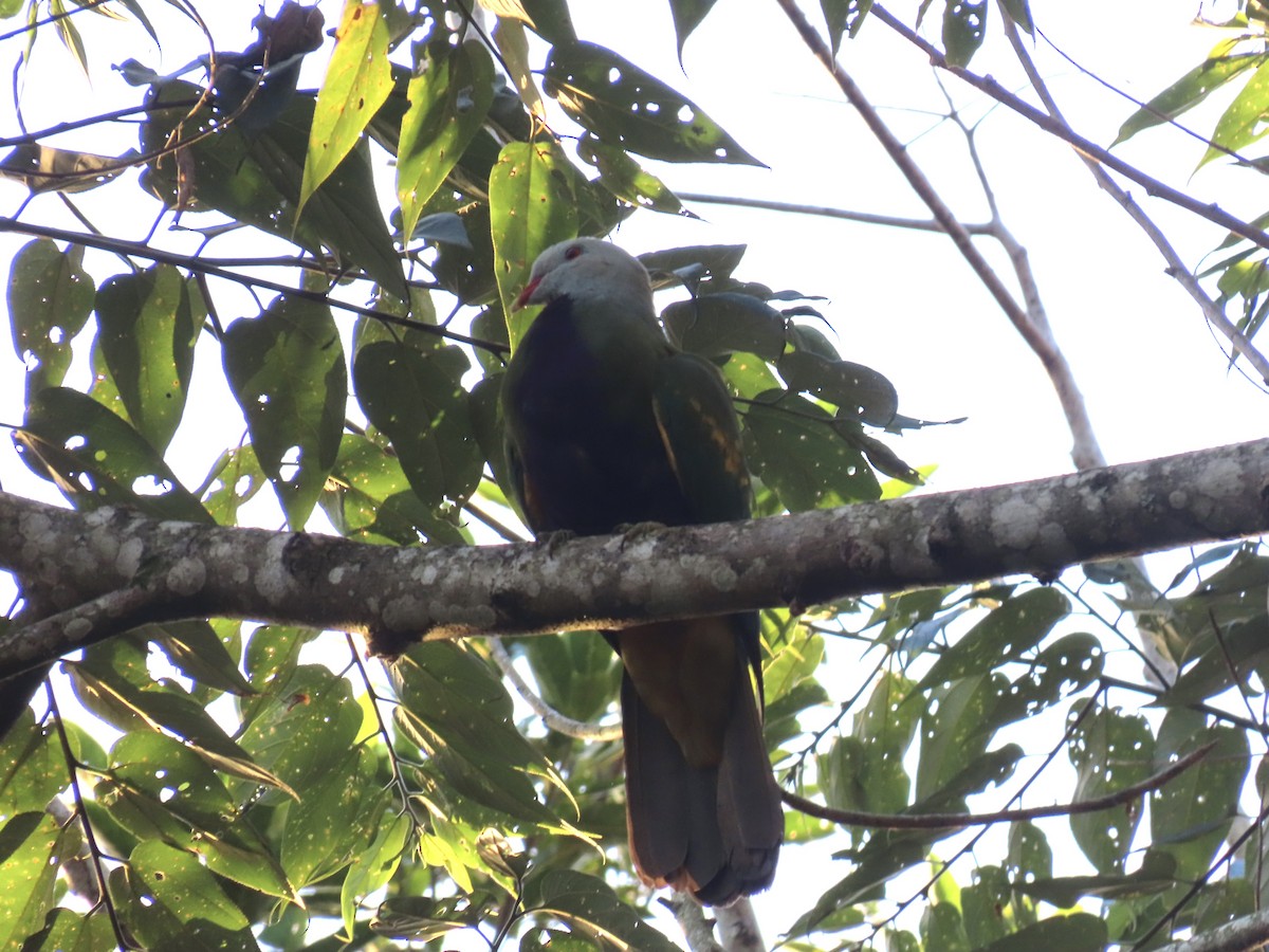 Wompoo Fruit-Dove - ML643087467