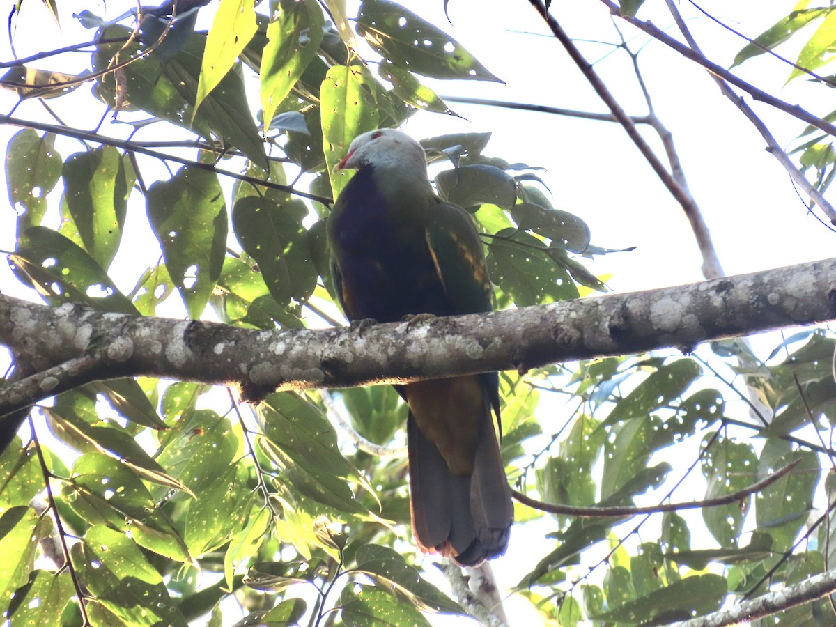 Wompoo Fruit-Dove - ML643087468