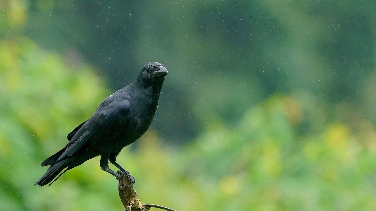 Large-billed Crow - ML643087478