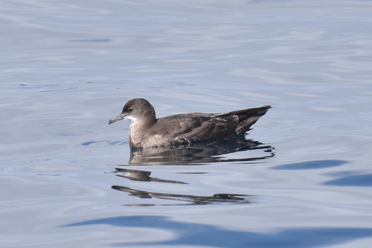 Short-tailed Shearwater - ML643087492