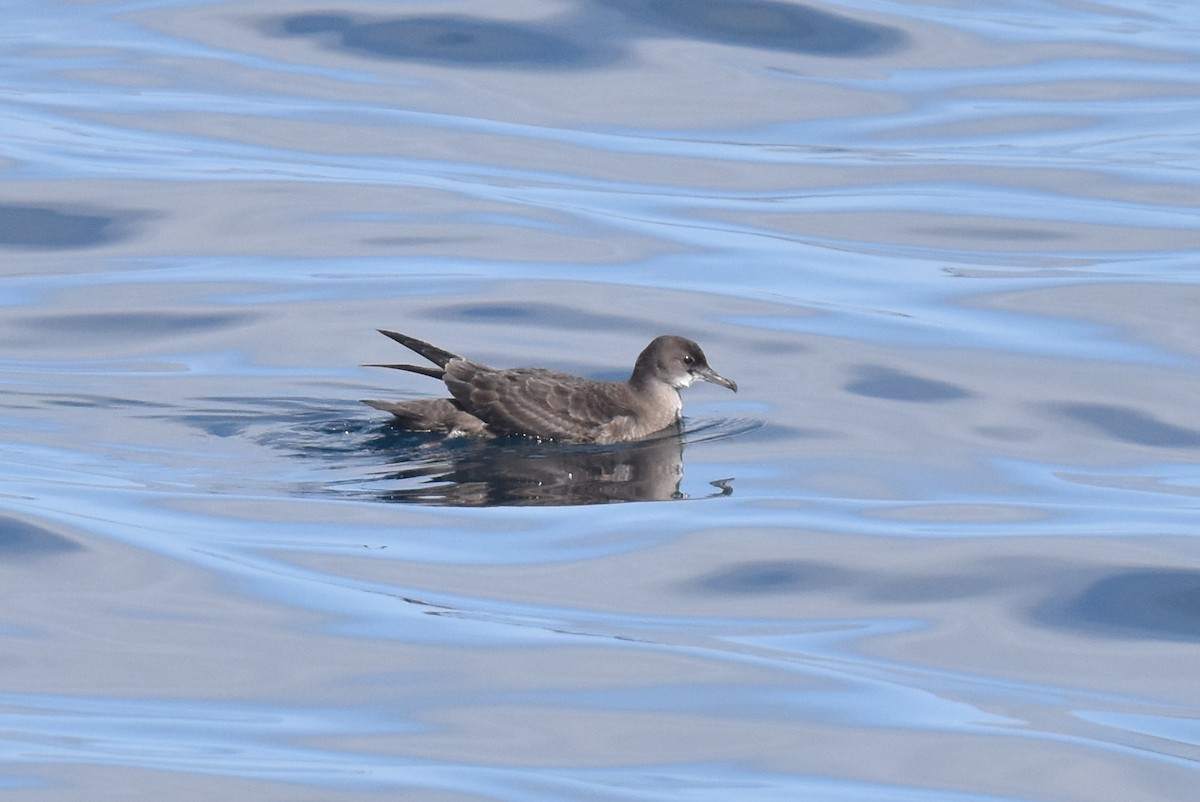 Short-tailed Shearwater - ML643087493