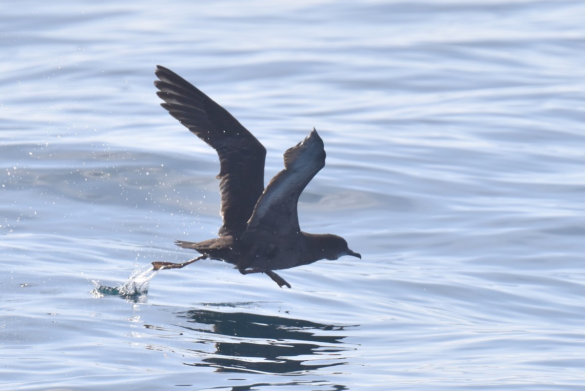 Short-tailed Shearwater - ML643087494