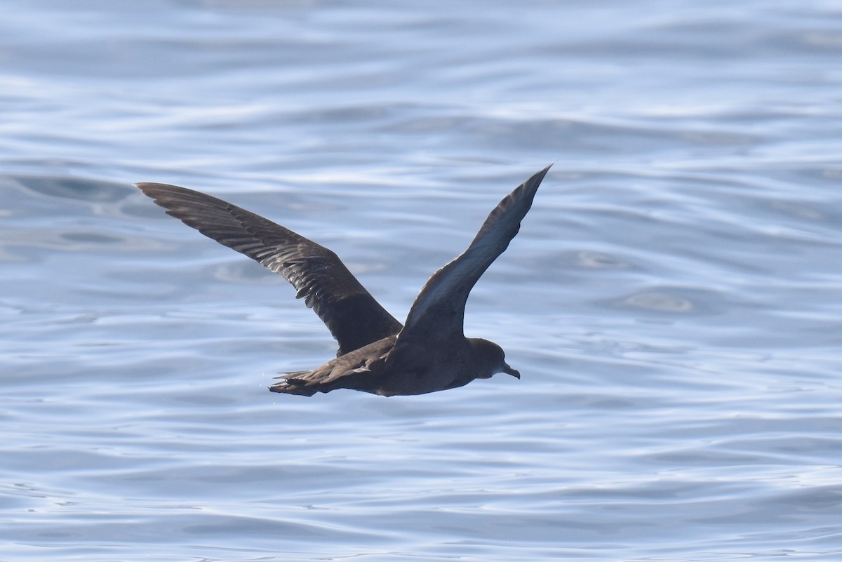 Short-tailed Shearwater - ML643087504