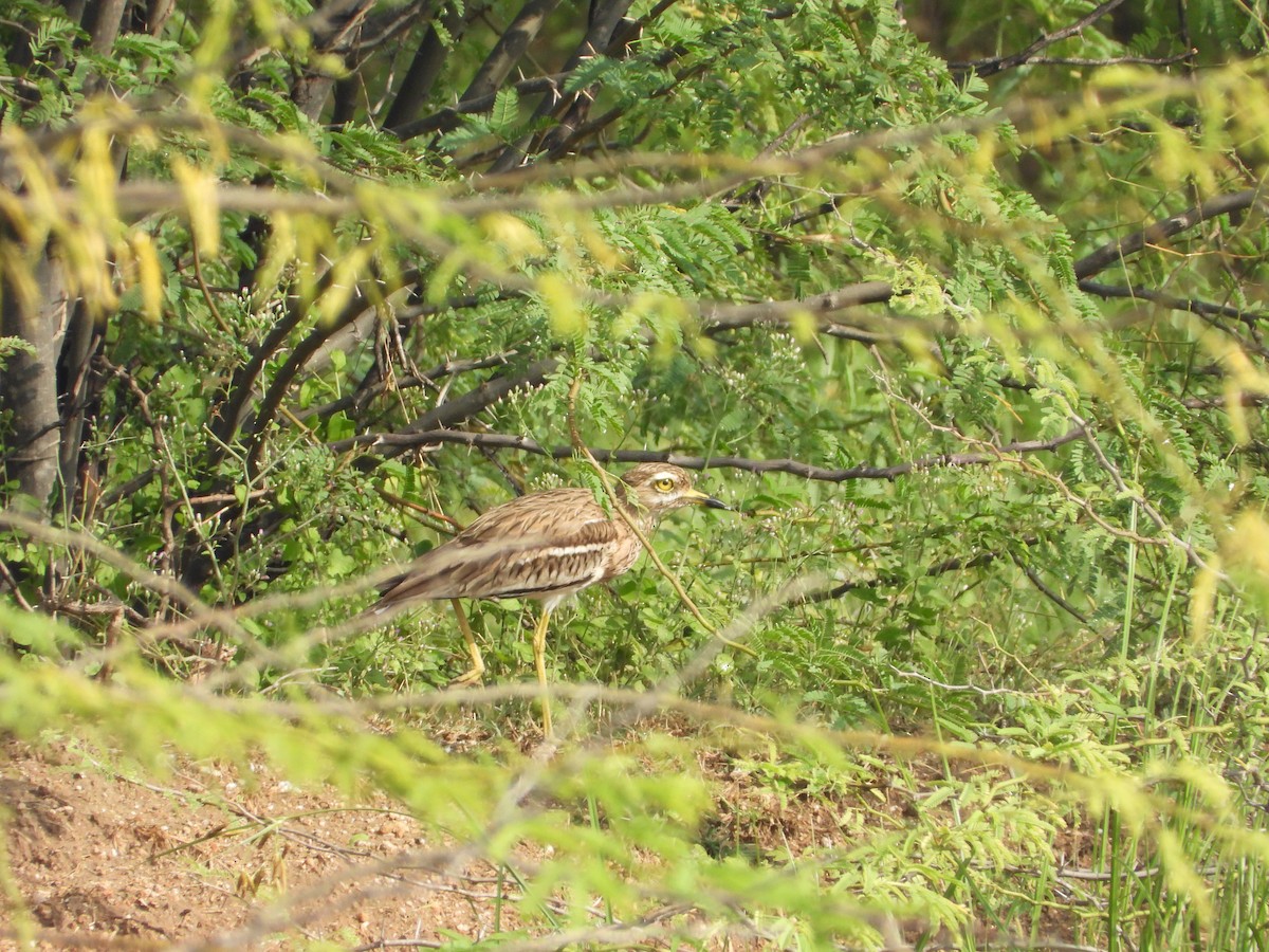Indian Thick-knee - ML643087517