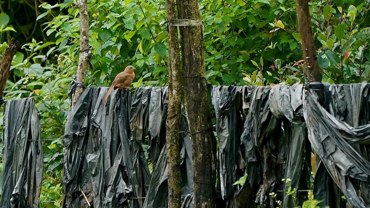 Rufous Babbler - ML643087518