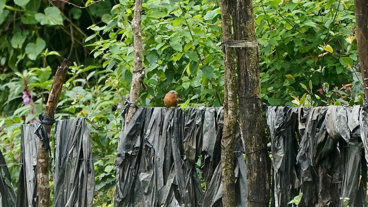 Rufous Babbler - ML643087521