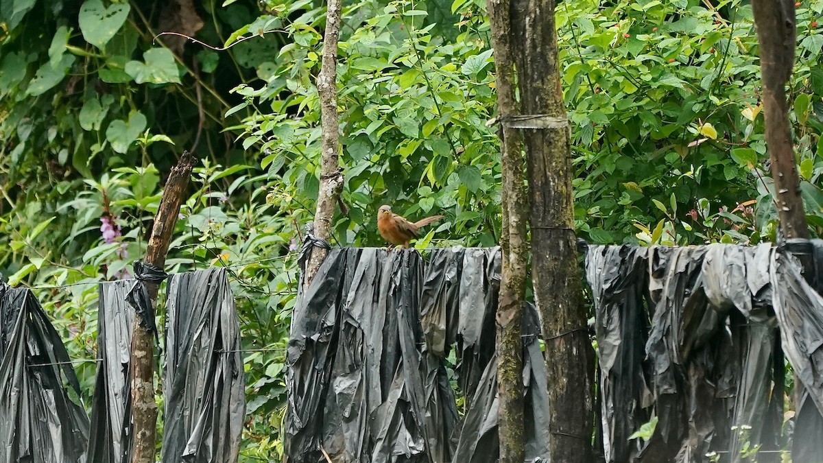 Rufous Babbler - ML643087533