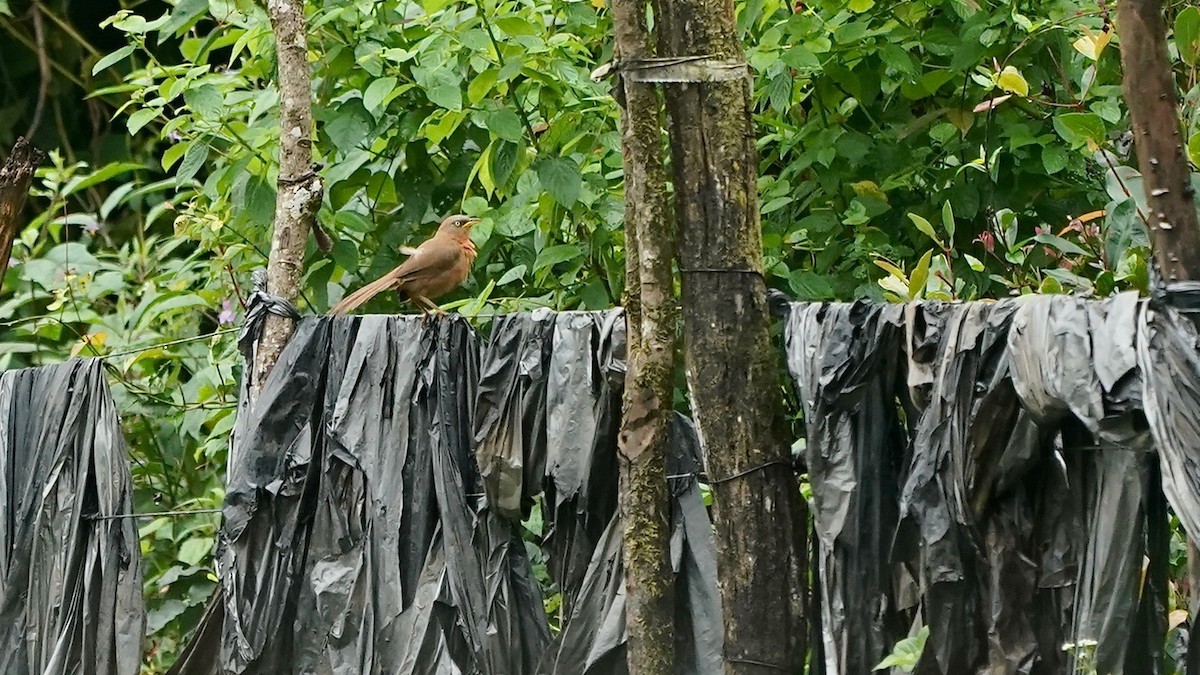 Rufous Babbler - ML643087536