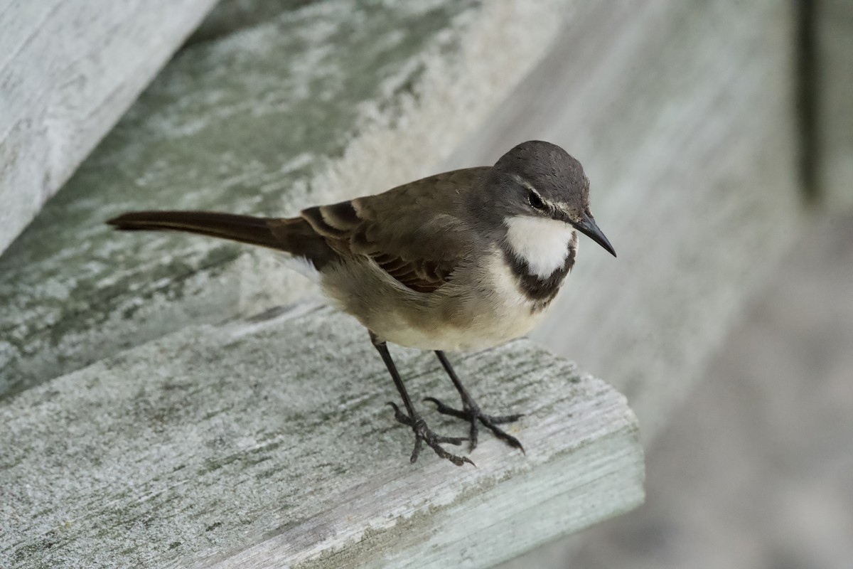 Cape Wagtail - ML643087537