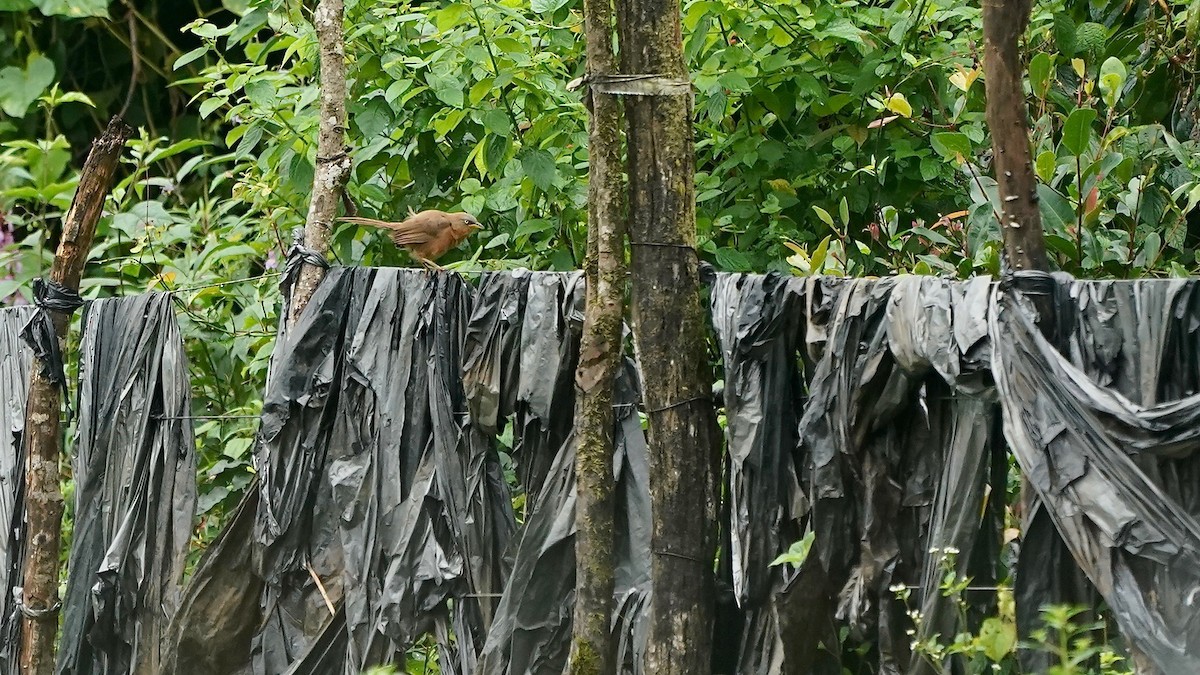 Rufous Babbler - ML643087541