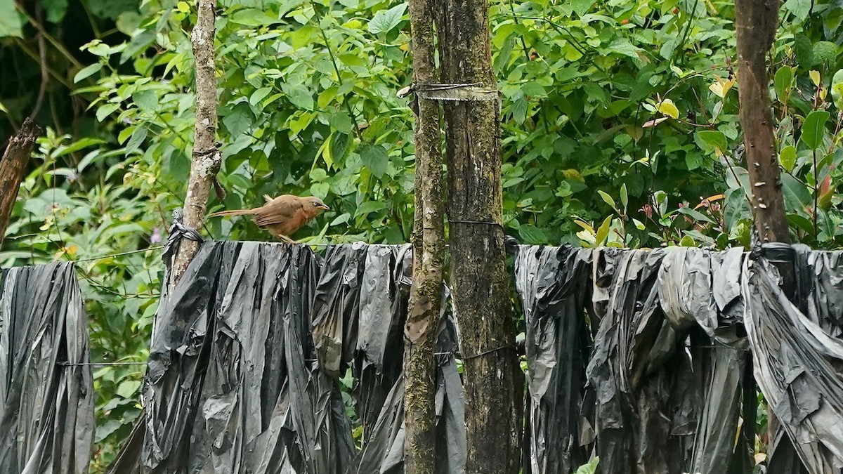 Rufous Babbler - ML643087544