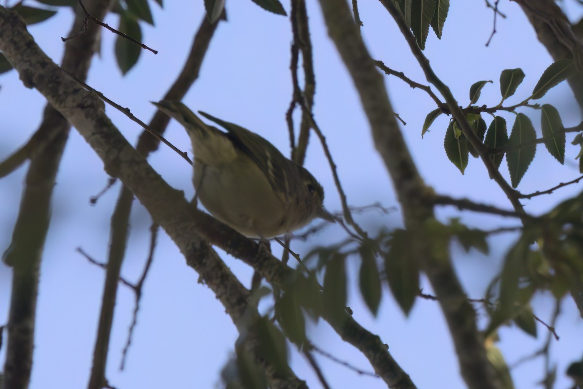 Hutton's Vireo - ML643087546