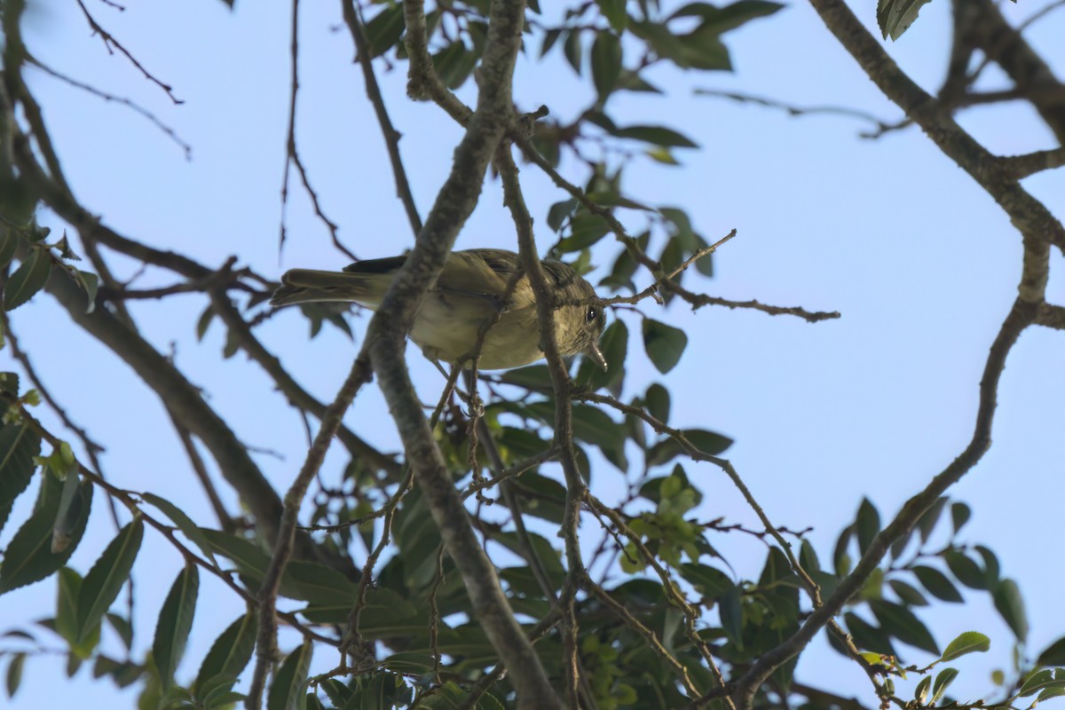 Hutton's Vireo - ML643087547