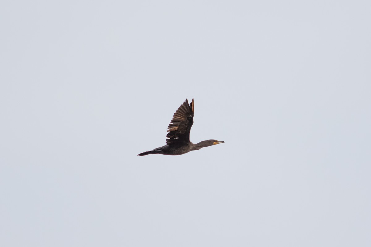 Cormoran à aigrettes - ML643087553