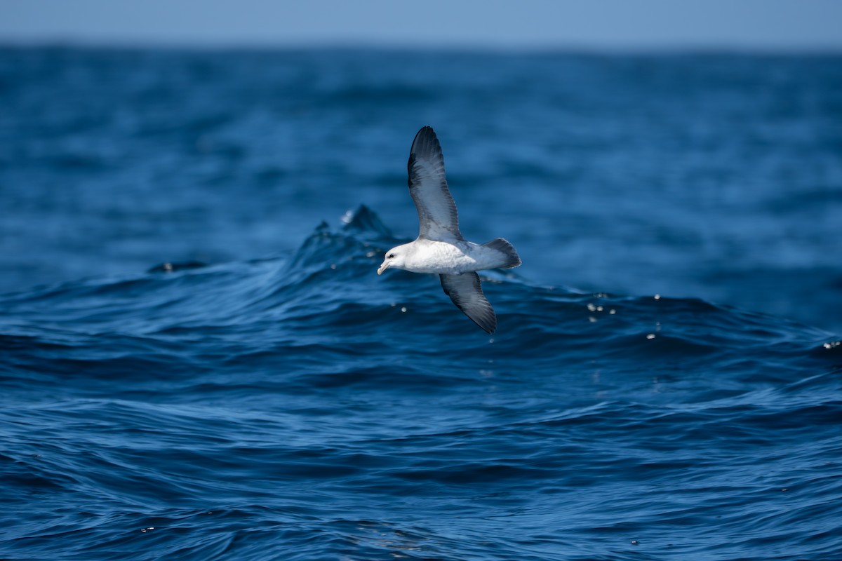 Northern Fulmar (Pacific) - ML643087582