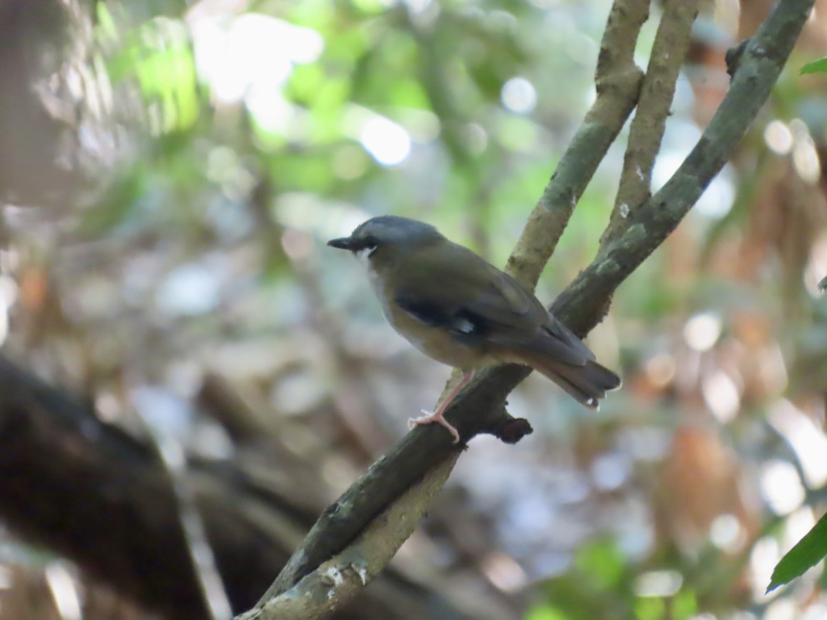 Gray-headed Robin - ML643087606