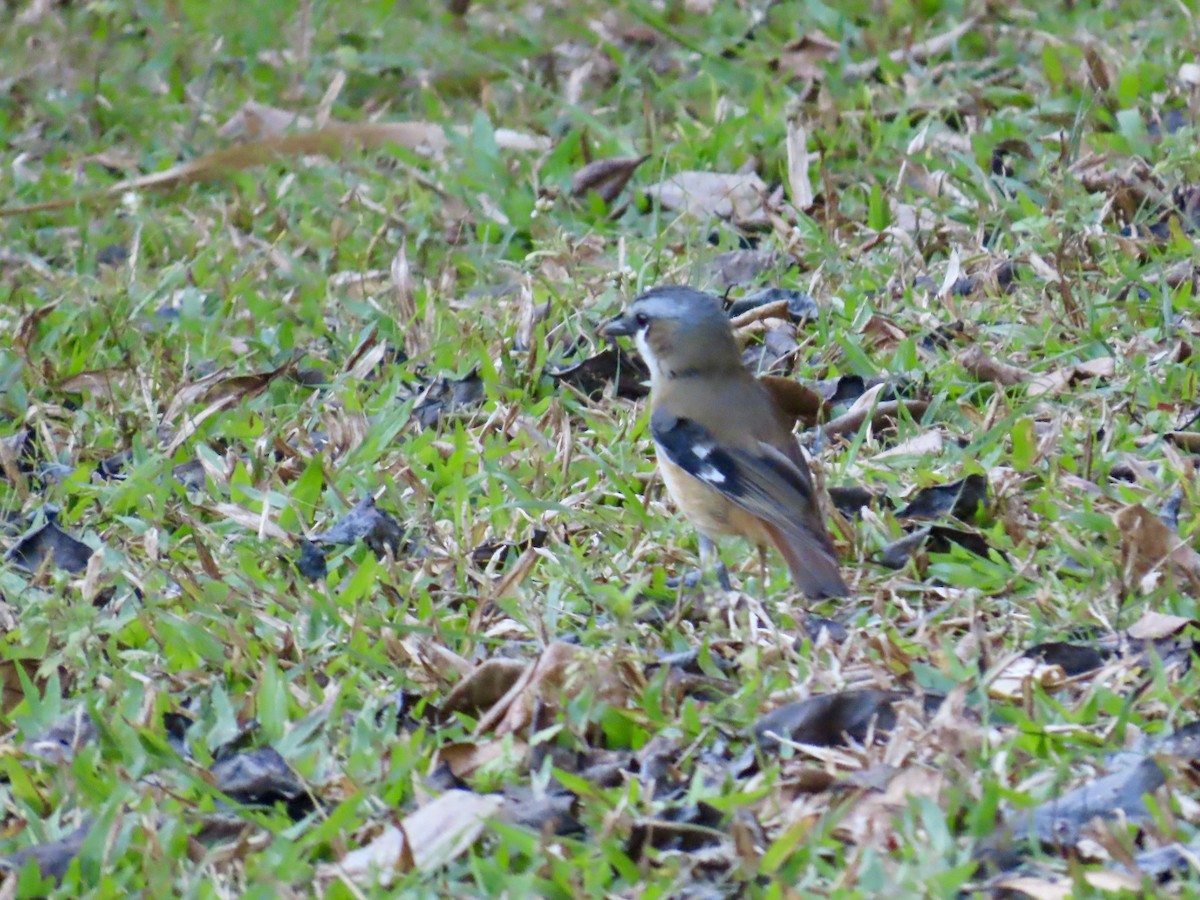 Gray-headed Robin - ML643087607