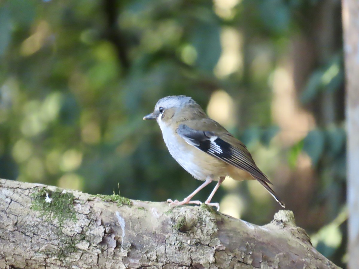 Gray-headed Robin - ML643087608