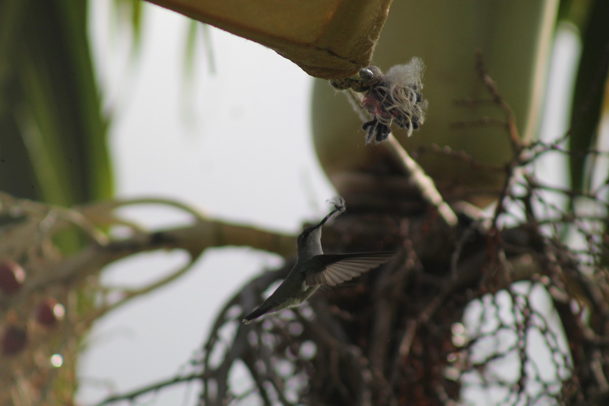 Puerto Rican Mango - ML643087634