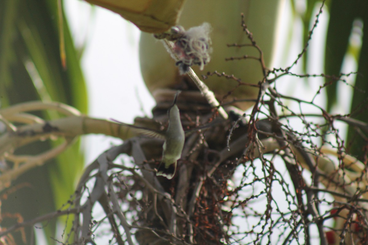 Puerto Rican Mango - ML643087635