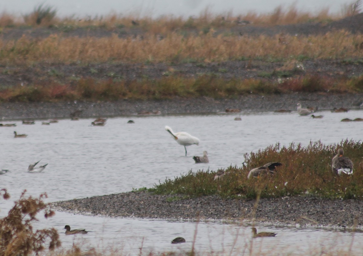 Eurasian Spoonbill - ML643087636