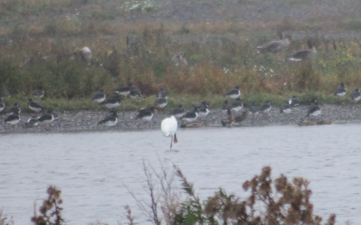 Eurasian Spoonbill - ML643087637