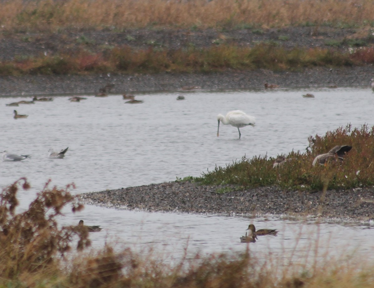 Eurasian Spoonbill - ML643087638