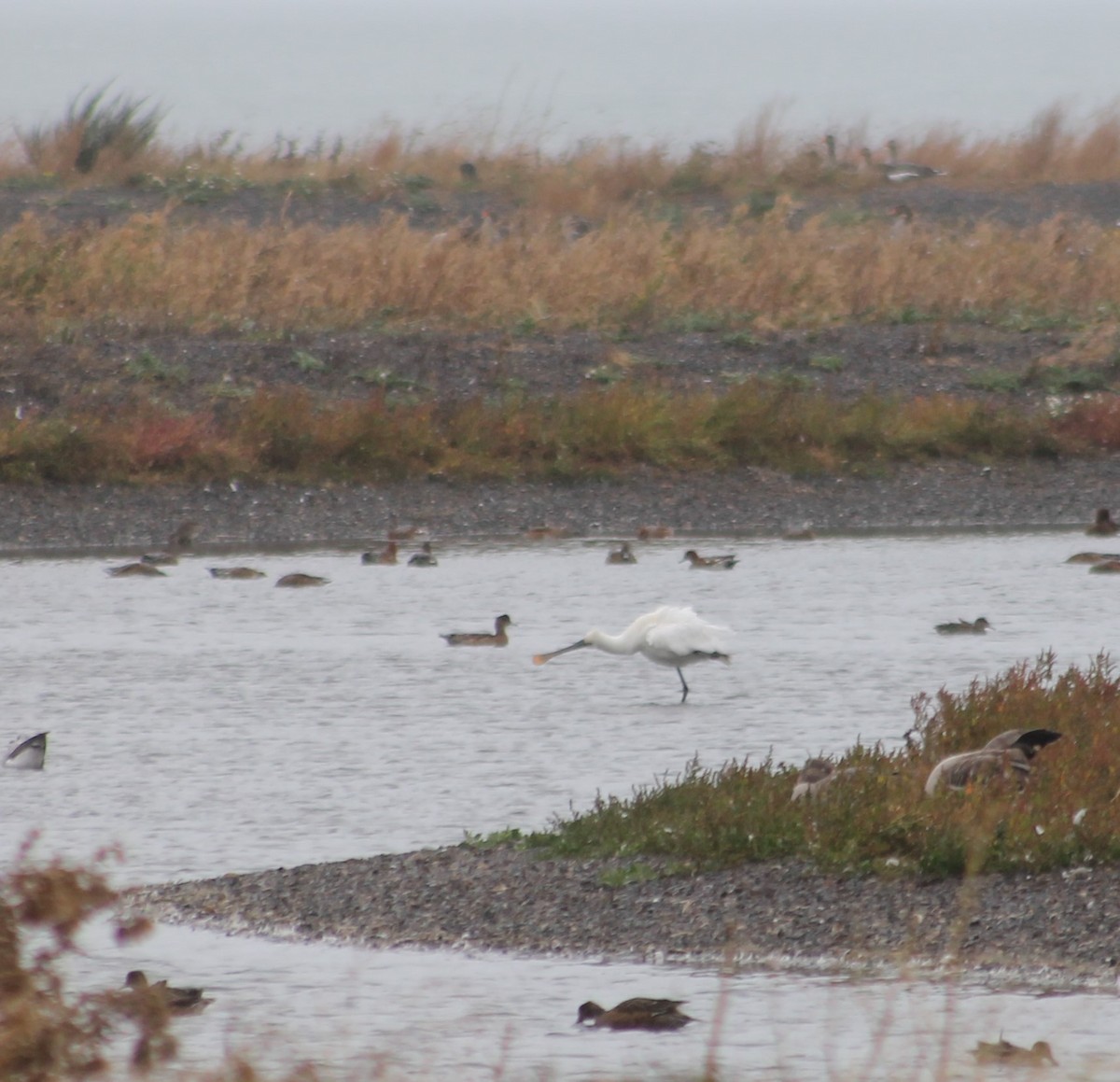 Eurasian Spoonbill - ML643087639