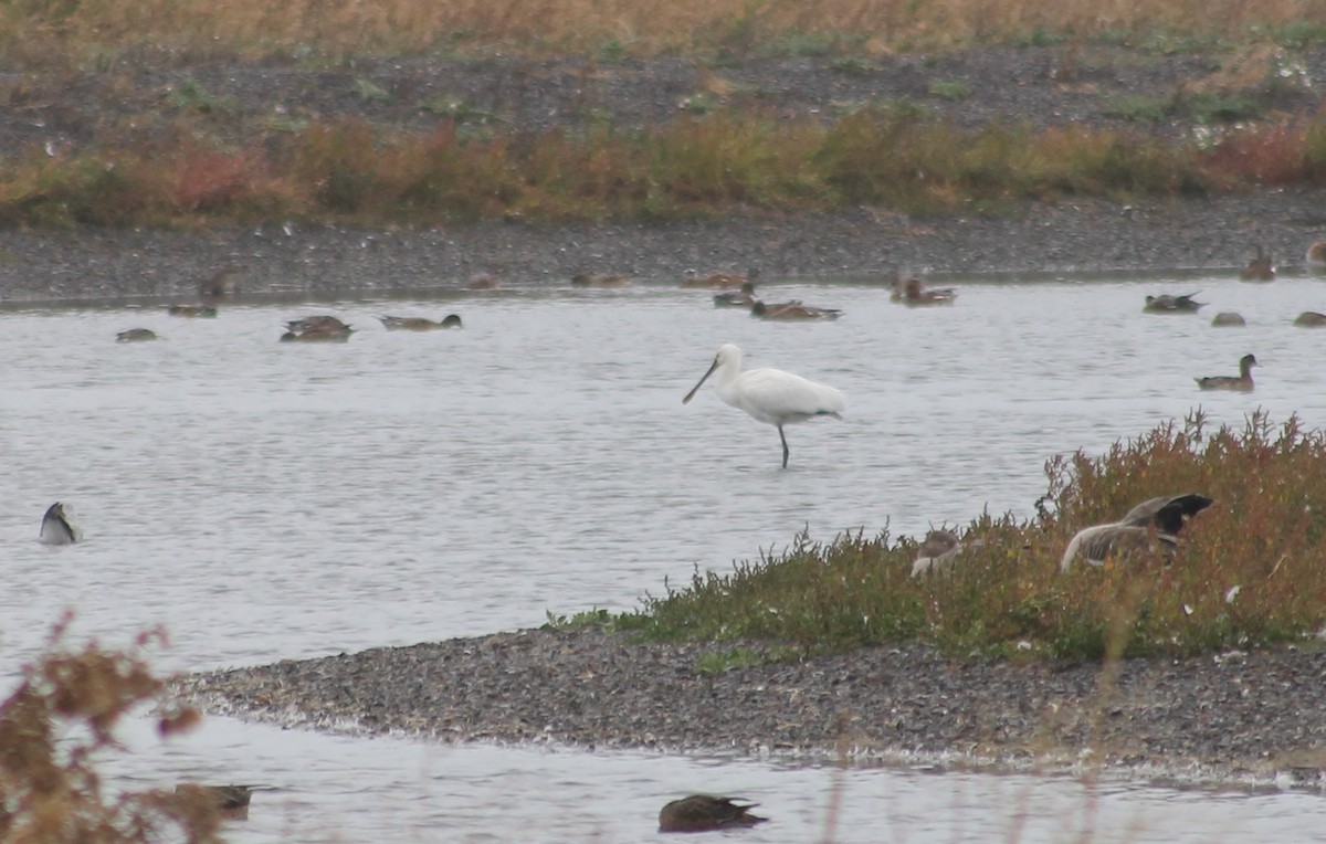 Eurasian Spoonbill - ML643087640