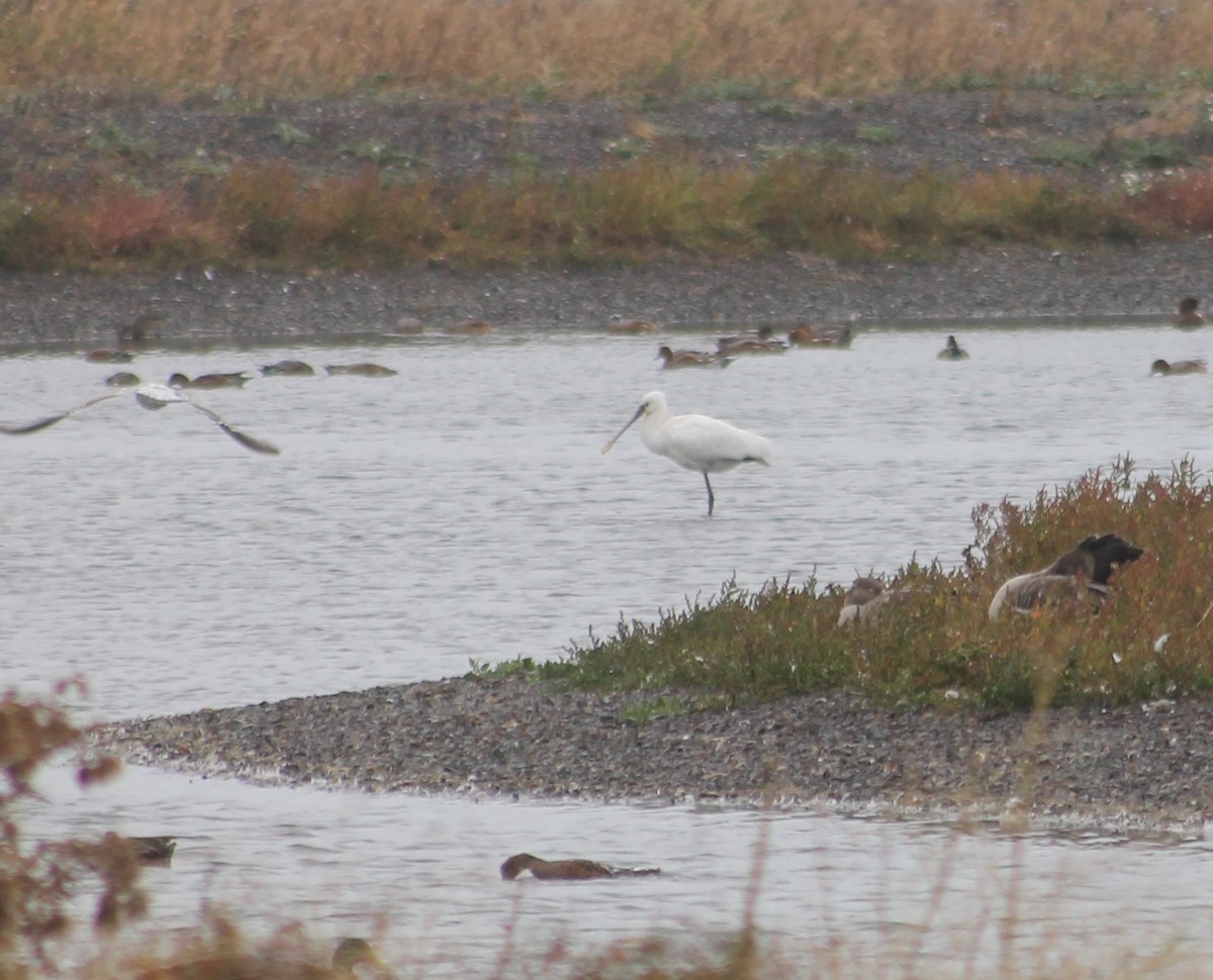 Eurasian Spoonbill - ML643087641